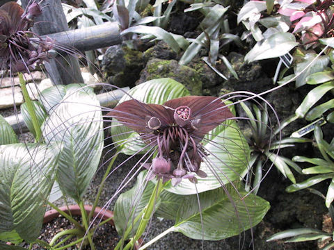 Tacca chantrieri