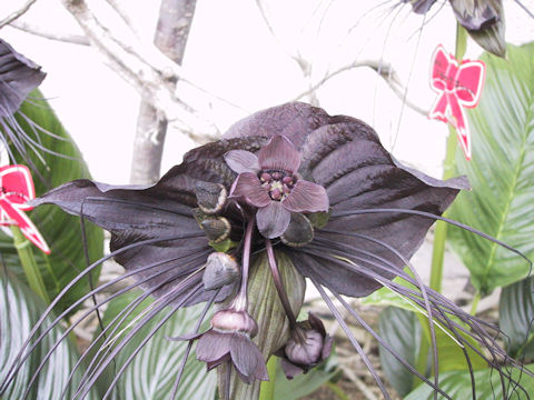 Tacca chantrieri