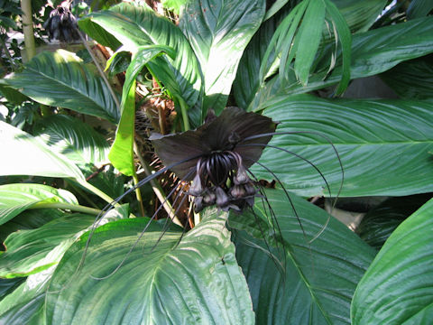 Tacca chantrieri