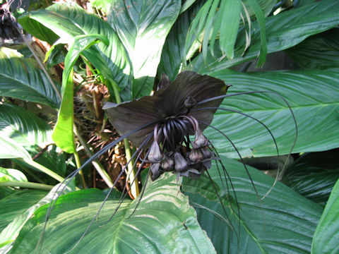 Tacca chantrieri