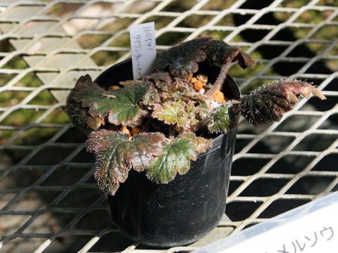 Mitella formosana
