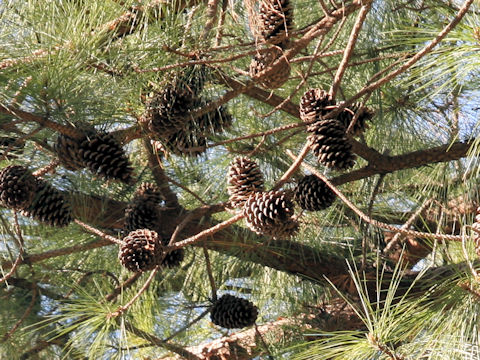 Pinus taeda