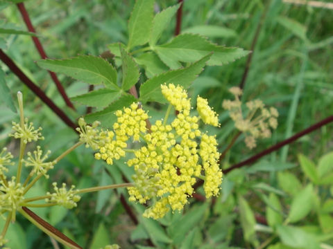 Taenidia integerrima