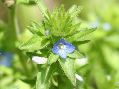 Veronica arvensis