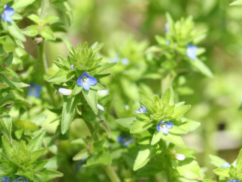 Veronica arvensis