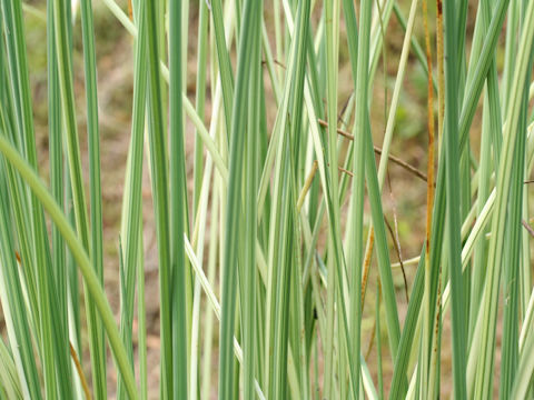 Scirpus tabernaemontani f. pictus