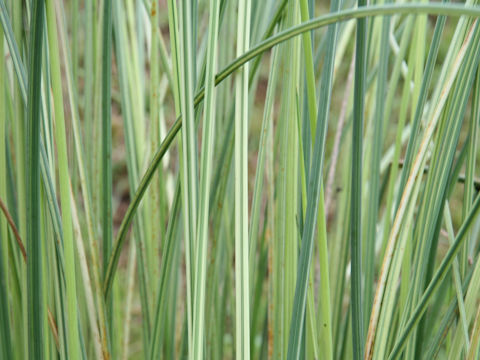 Scirpus tabernaemontani f. pictus