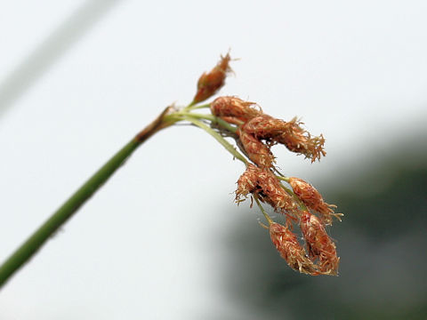 Scirpus tabernaemontani f. pictus