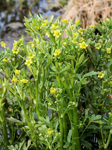 Ranunculus sceleratus