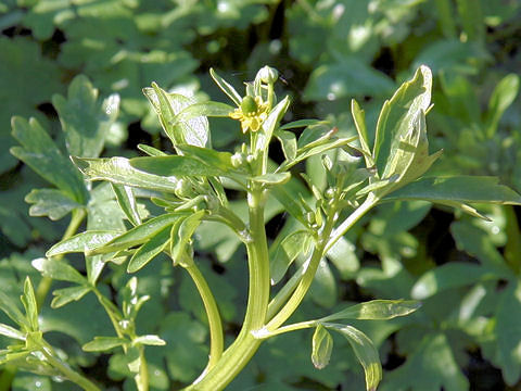 Ranunculus sceleratus