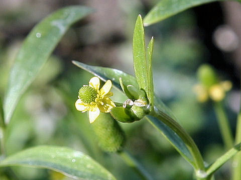 Ranunculus sceleratus