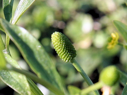 Ranunculus sceleratus