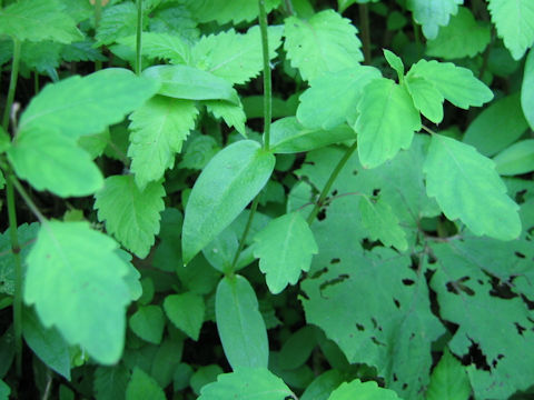 Cerastium pauciflorum var. amurense