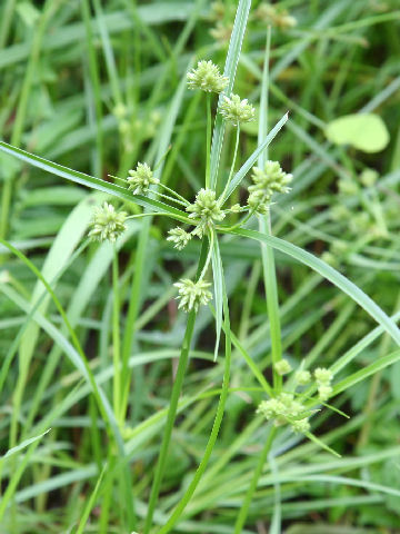 Cyperus difformis