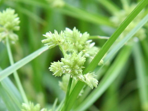 Cyperus difformis