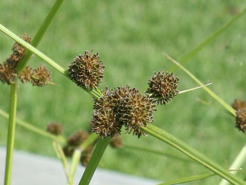 Cyperus difformis