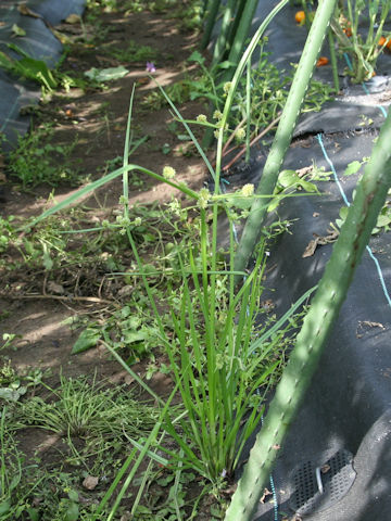 Cyperus difformis