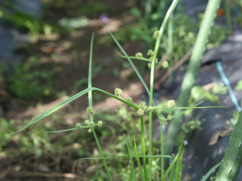 Cyperus difformis