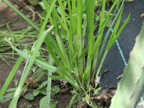 Cyperus difformis