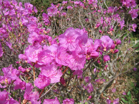 Rhododendron mucronulatum var. taquetii