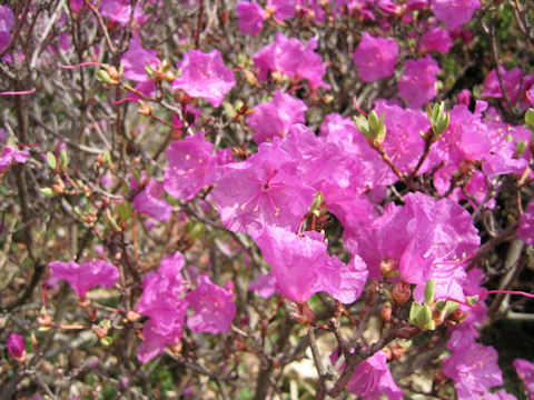 Rhododendron mucronulatum var. taquetii