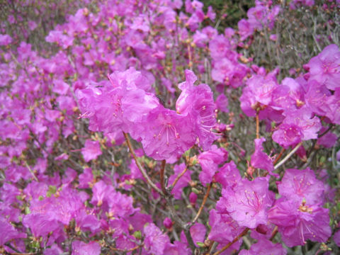 Rhododendron mucronulatum var. taquetii