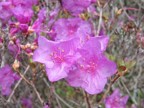 Rhododendron mucronulatum var. taquetii