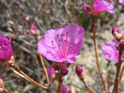 Rhododendron mucronulatum var. taquetii