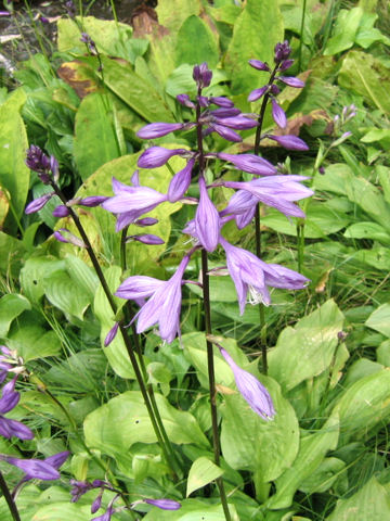 Hosta rectifolia