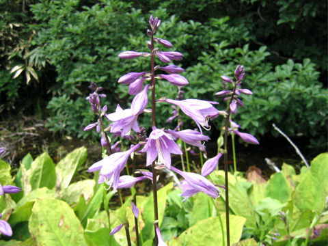 Hosta rectifolia