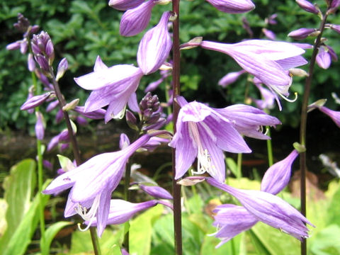 Hosta rectifolia