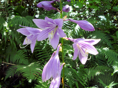 Hosta rectifolia