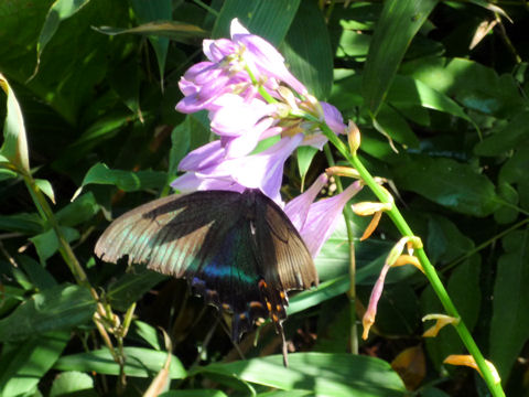 Hosta rectifolia