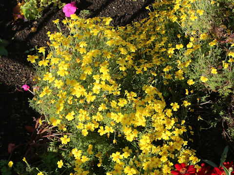 Tagetes tenuifolia