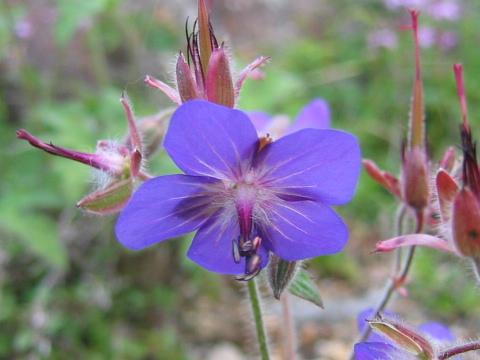 Geranium eriostemon var. reinii f. onoei