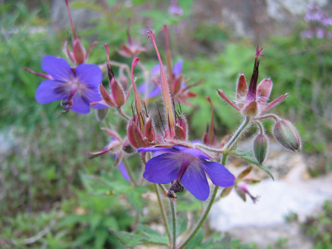 Geranium eriostemon var. reinii f. onoei