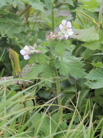 Geranium eriostemon var. reinii f. onoei