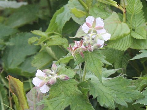 Geranium eriostemon var. reinii f. onoei