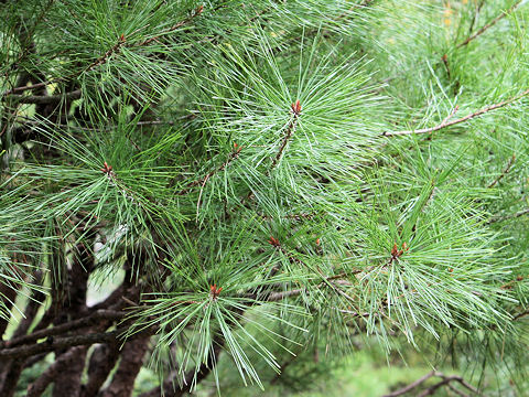 Pinus densiflora f. umbraculifera