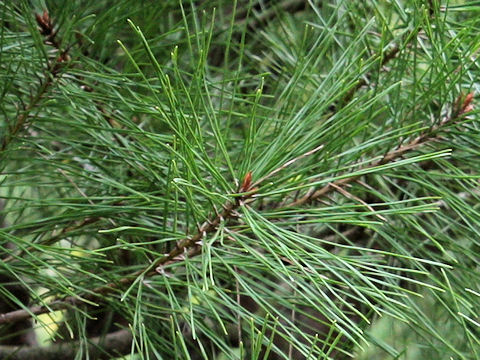 Pinus densiflora f. umbraculifera