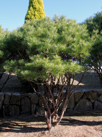 Pinus densiflora f. umbraculifera