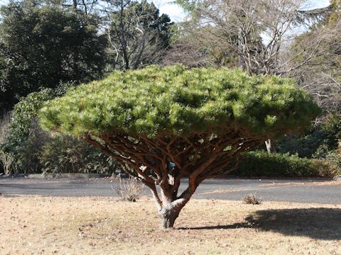 Pinus densiflora f. umbraculifera