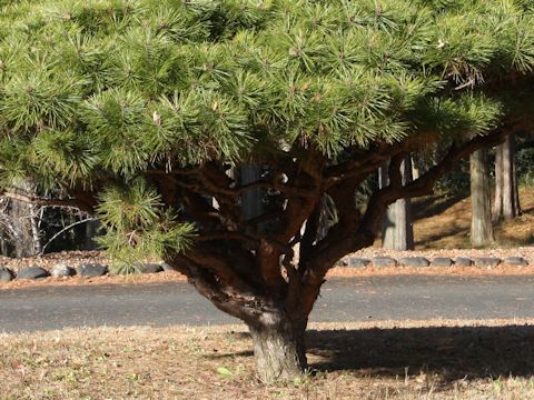 Pinus densiflora f. umbraculifera