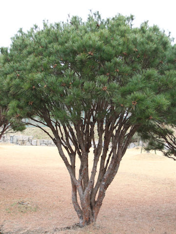 Pinus densiflora f. umbraculifera