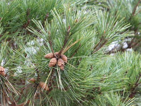 Pinus densiflora f. umbraculifera