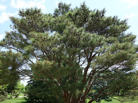 Pinus densiflora f. umbraculifera