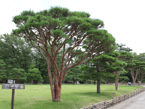 Pinus densiflora f. umbraculifera