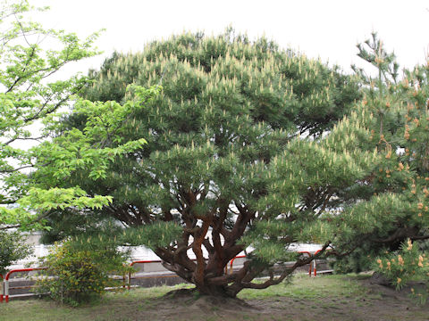 Pinus densiflora f. umbraculifera