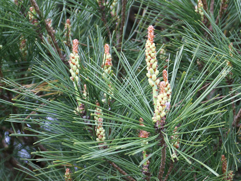 Pinus densiflora f. umbraculifera