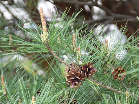 Pinus densiflora f. umbraculifera